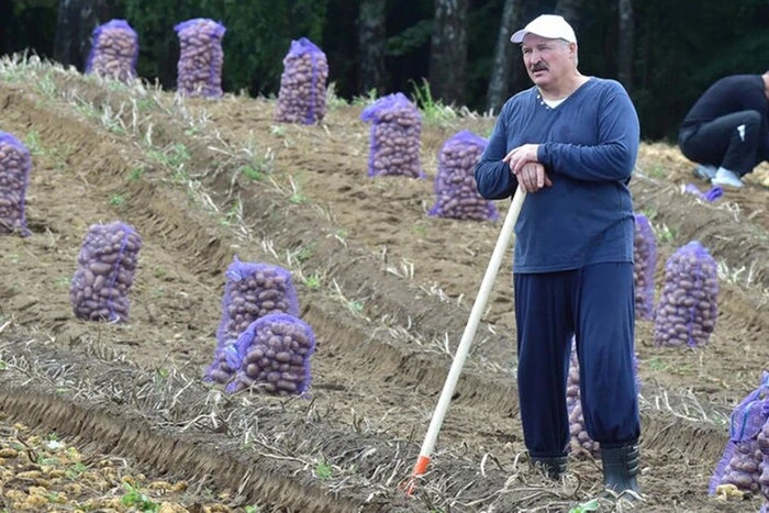 Potatoes Disappear in Belarus
