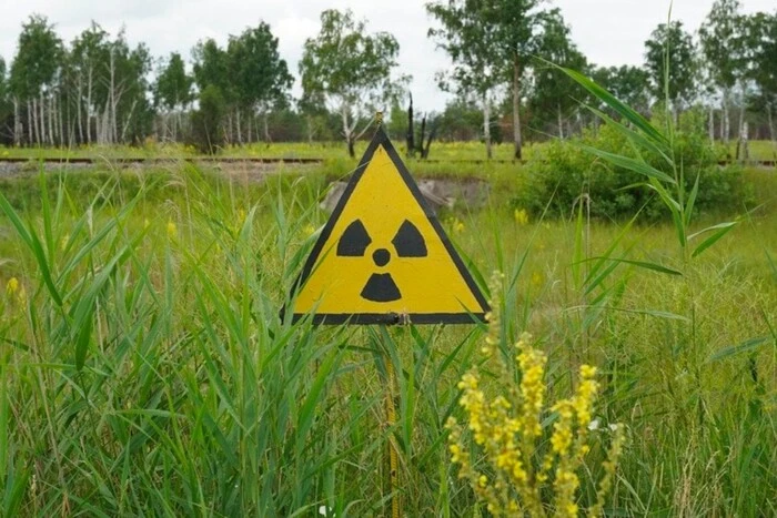 В Чернобыльской зоне живут уникальные коровы