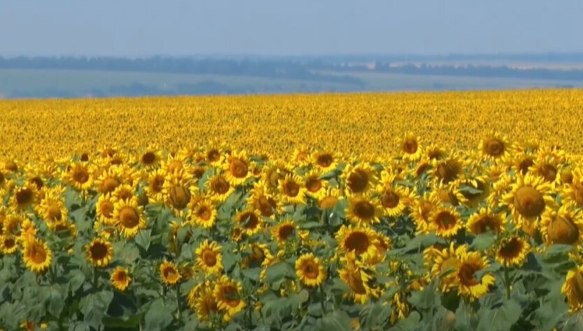 Preisschwindel: Sonnenblumenpreise erreichen historische Höchststände