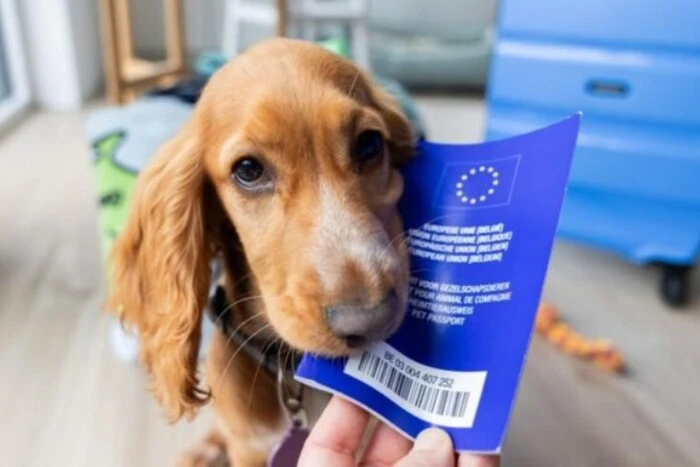 The European Parliament proposes changes to rules for cats and dogs