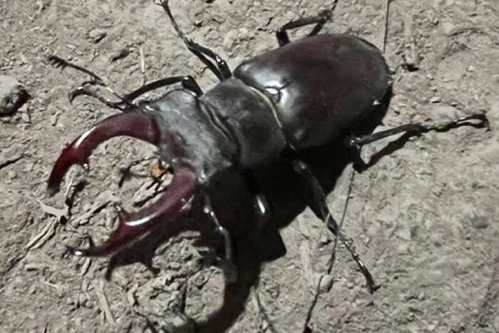 Stag beetles are massively settling in dugouts: an expert explained why this is happening