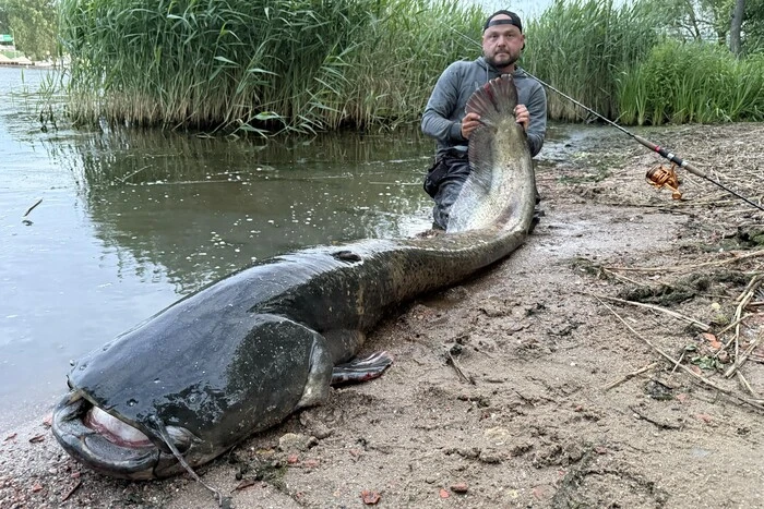 Polnischer Angler fängt den Riesenwels