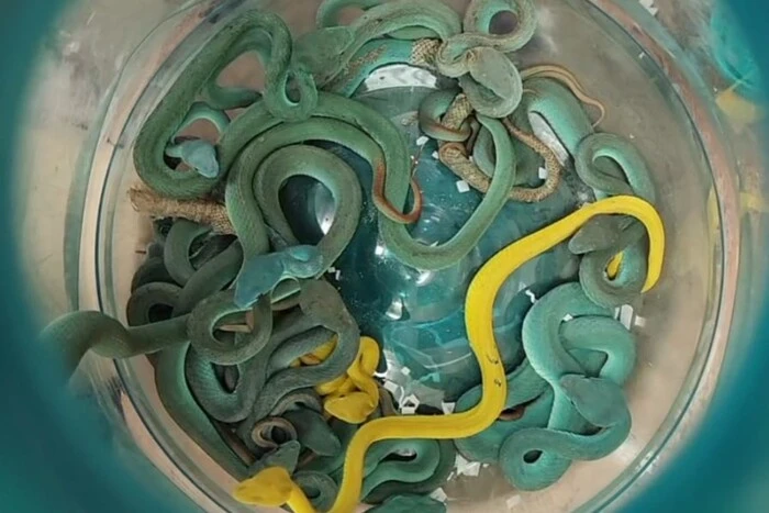 A man was arrested in India for trying to smuggle toxic snakes