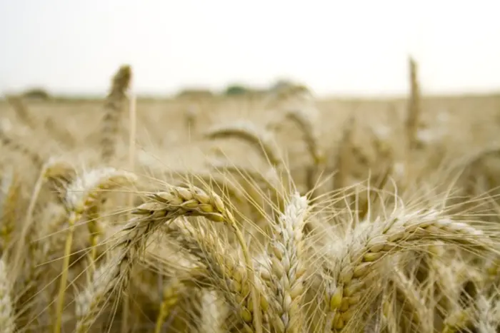 Russland zwingt ukrainische Landwirte in der Besetzung, Weizen zum Niedrigpreis zu verkaufen